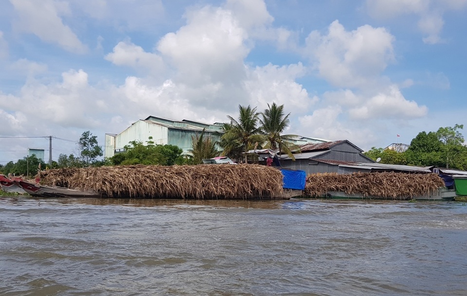 Nhà máy đường bị đình chỉ, nông dân ôm hàng nghìn tấn mía khóc ròng - 1
