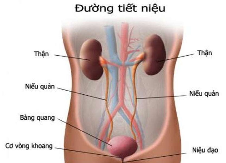 Dấu hiệu cần đi khám ngay nếu không muốn nhiễm trùng đường tiết niệu! - 1 Dấu hiệu cần đi khám ngay nếu không muốn nhiễm trùng đường tiết niệu! - 1