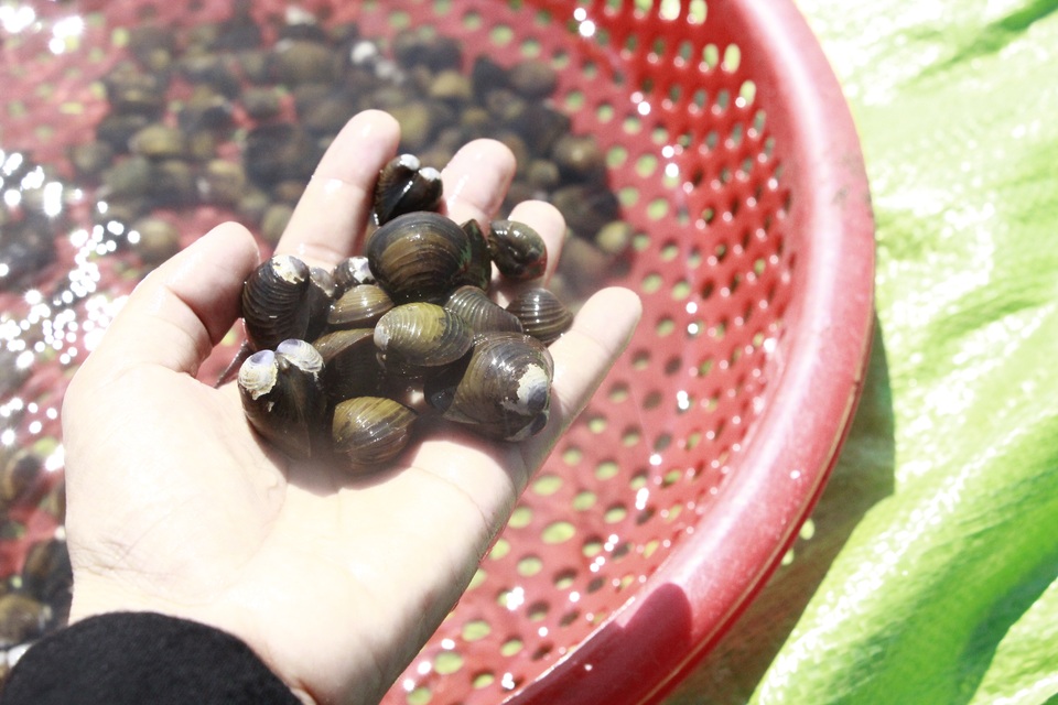 Đổ xô đi đãi hến mùa nước cạn ở hồ Ea Kao - 6