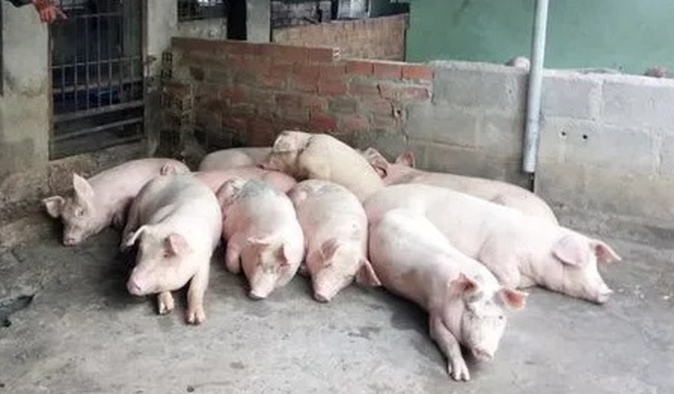 Khánh Hòa: Khống chế dịch tả lợn Châu Phi, không cho lan rộng - 1 Khánh Hòa: Khống chế dịch tả lợn Châu Phi, không cho lan rộng - 1