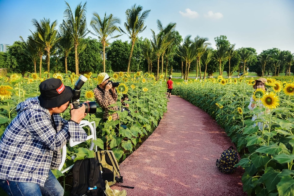 “Phát sốt” với cánh đồng hoa hướng dương đẹp ngất ngây ngay gần Hà Nội - 13 “Phát sốt” với cánh đồng hoa hướng dương đẹp ngất ngây ngay gần Hà Nội - 13