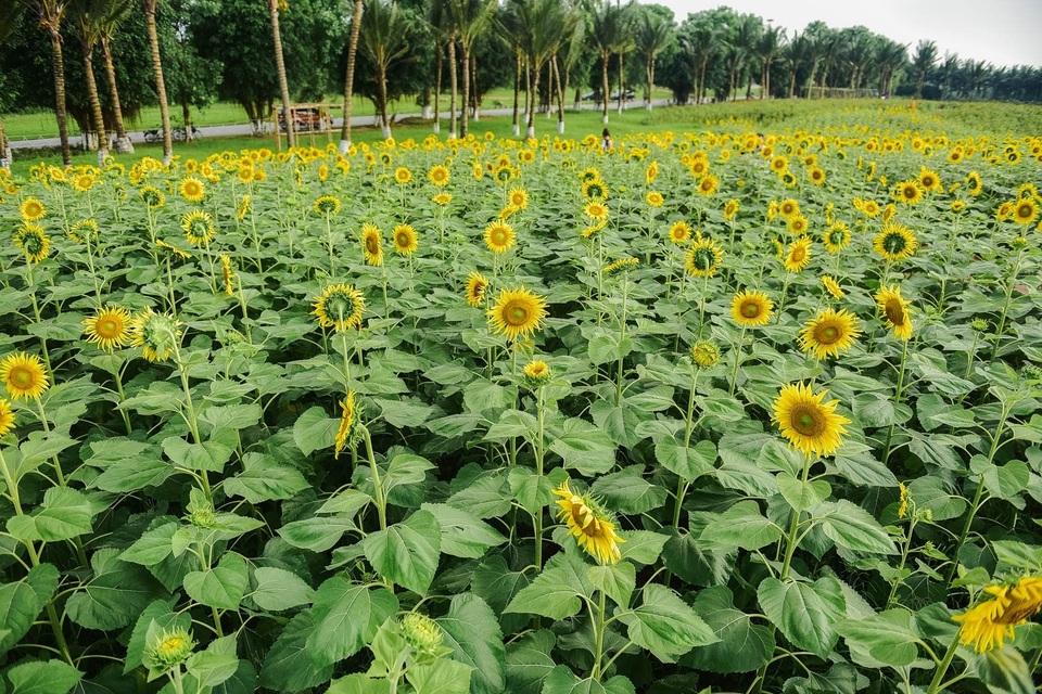 “Phát sốt” với cánh đồng hoa hướng dương đẹp ngất ngây ngay gần Hà Nội - 16 “Phát sốt” với cánh đồng hoa hướng dương đẹp ngất ngây ngay gần Hà Nội - 16