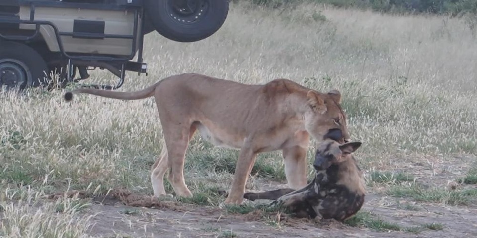 Chó hoang nằm giả chết nhằm thoát nanh vuốt sư tử - 1