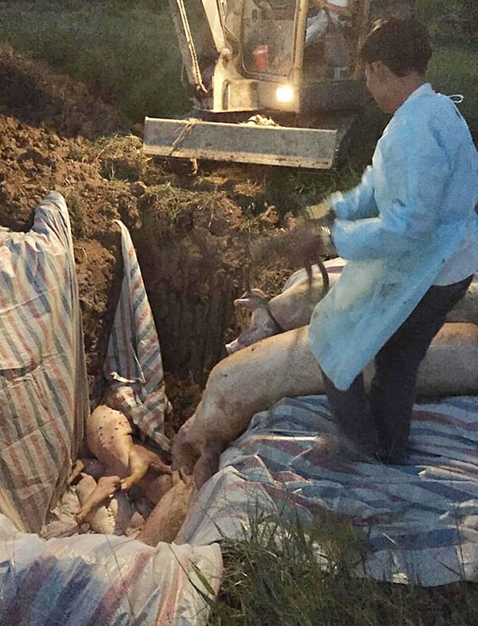 Dịch tả lợn châu Phi lần đầu tấn công vào Hà Tĩnh, tái xuất hiện ở Huế - 1 Dịch tả lợn châu Phi lần đầu tấn công vào Hà Tĩnh, tái xuất hiện ở Huế - 1