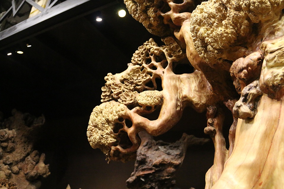 Siêu phẩm “mai cổ” từ gỗ nu quý hiếm giá bạc tỷ của dân chơi Hà Nội - 7