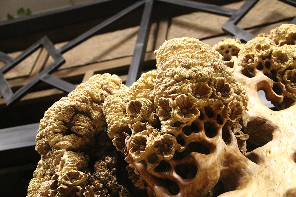 Siêu phẩm “mai cổ” từ gỗ nu quý hiếm giá bạc tỷ của dân chơi Hà Nội - 5