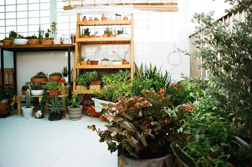 Không gian sống đẹp như mơ từ những chậu cây bỏ đi của Phương Vy Idol - 15 Không gian sống đẹp như mơ từ những chậu cây bỏ đi của Phương Vy Idol - 15