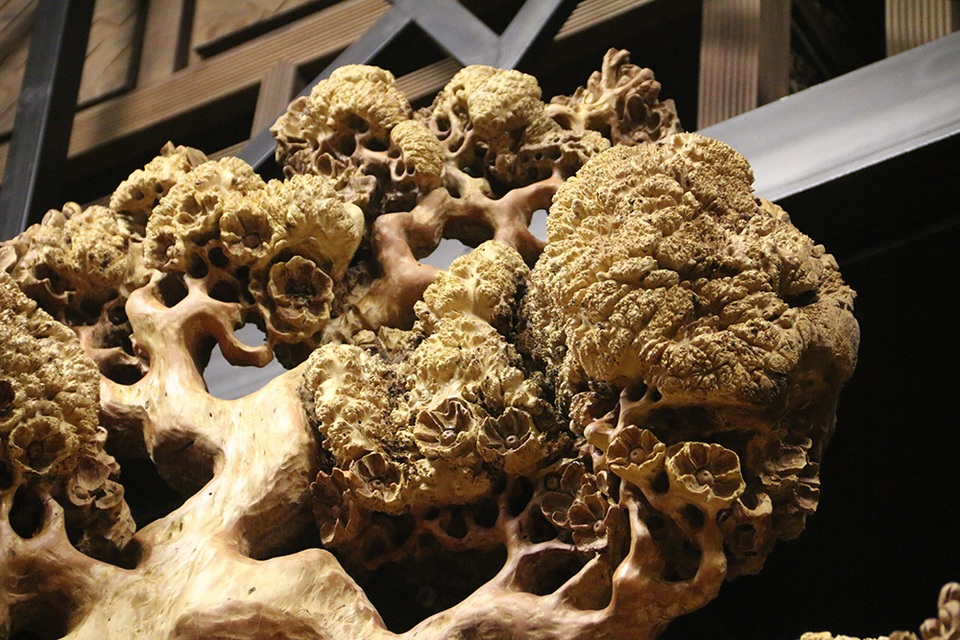 Siêu phẩm “mai cổ” từ gỗ nu quý hiếm giá bạc tỷ của dân chơi Hà Nội - 10