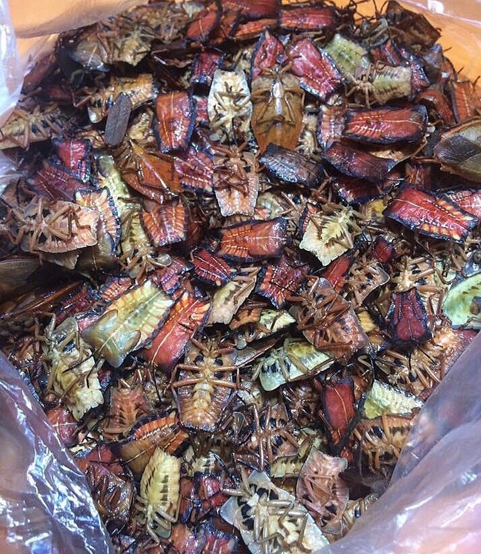 Bọ xít non mùi hôi đáng sợ: Đắt hơn bò Mỹ, rang ăn cả cân - 1