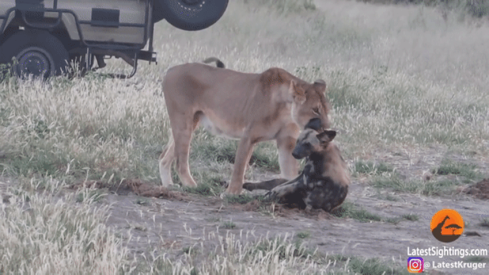 Chó hoang nằm giả chết nhằm thoát nanh vuốt sư tử - 2