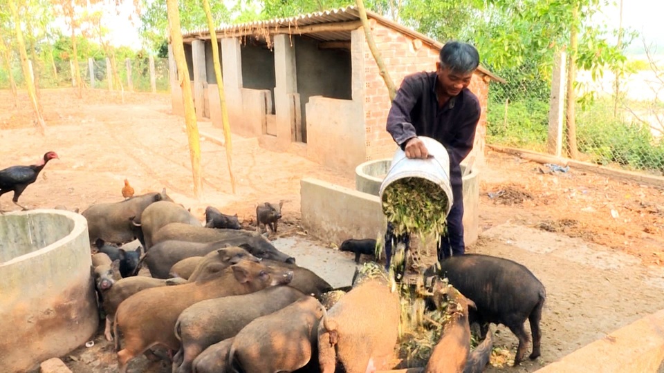 Phú Yên: Nông dân nuôi heo rừng lai kiếm hàng trăm triệu đồng mỗi năm - 1 Phú Yên: Nông dân nuôi heo rừng lai kiếm hàng trăm triệu đồng mỗi năm - 1