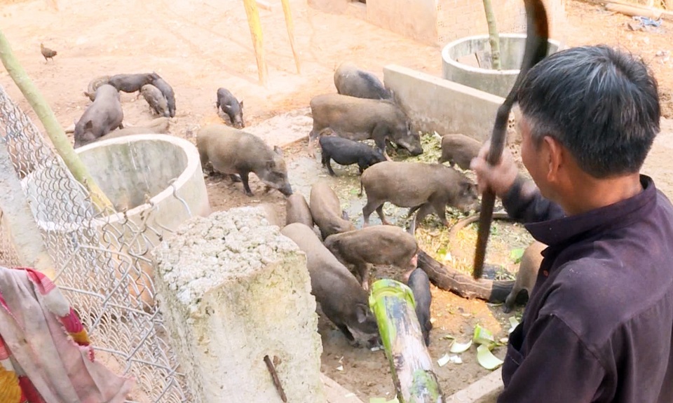Phú Yên: Nông dân nuôi heo rừng lai kiếm hàng trăm triệu đồng mỗi năm - 3 Phú Yên: Nông dân nuôi heo rừng lai kiếm hàng trăm triệu đồng mỗi năm - 3
