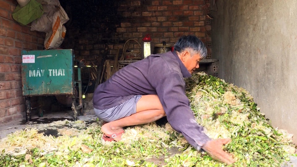 Phú Yên: Nông dân nuôi heo rừng lai kiếm hàng trăm triệu đồng mỗi năm - 2 Phú Yên: Nông dân nuôi heo rừng lai kiếm hàng trăm triệu đồng mỗi năm - 2