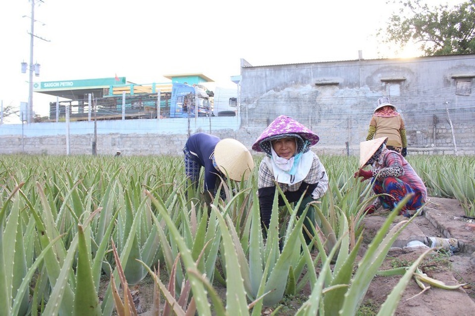 Nha đam được mùa lại được giá, nông dân Ninh Thuận phấn khởi - 1 Nha đam được mùa lại được giá, nông dân Ninh Thuận phấn khởi - 1
