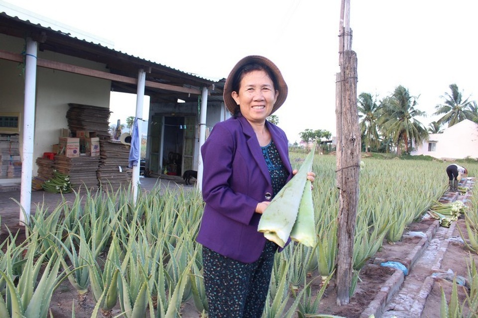 Nha đam được mùa lại được giá, nông dân Ninh Thuận phấn khởi - 2 Nha đam được mùa lại được giá, nông dân Ninh Thuận phấn khởi - 2