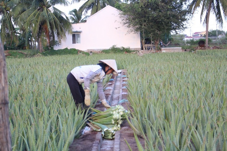 Nha đam được mùa lại được giá, nông dân Ninh Thuận phấn khởi - 4 Nha đam được mùa lại được giá, nông dân Ninh Thuận phấn khởi - 4