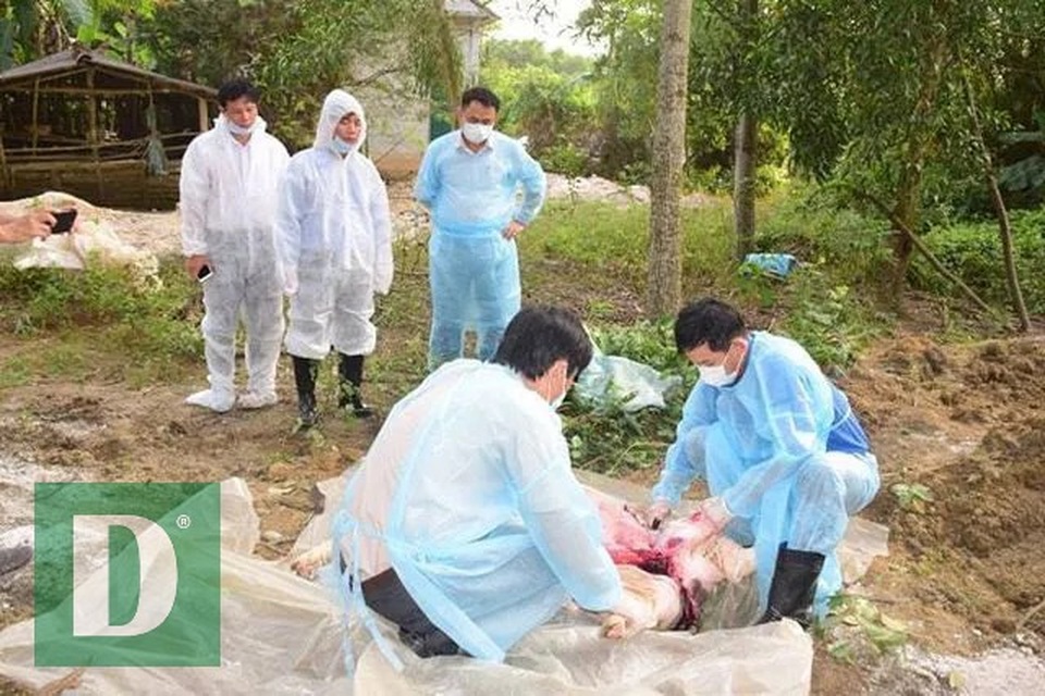 Dịch tả lợn châu Phi lần đầu tấn công vào Hà Tĩnh, tái xuất hiện ở Huế - 3 Dịch tả lợn châu Phi lần đầu tấn công vào Hà Tĩnh, tái xuất hiện ở Huế - 3
