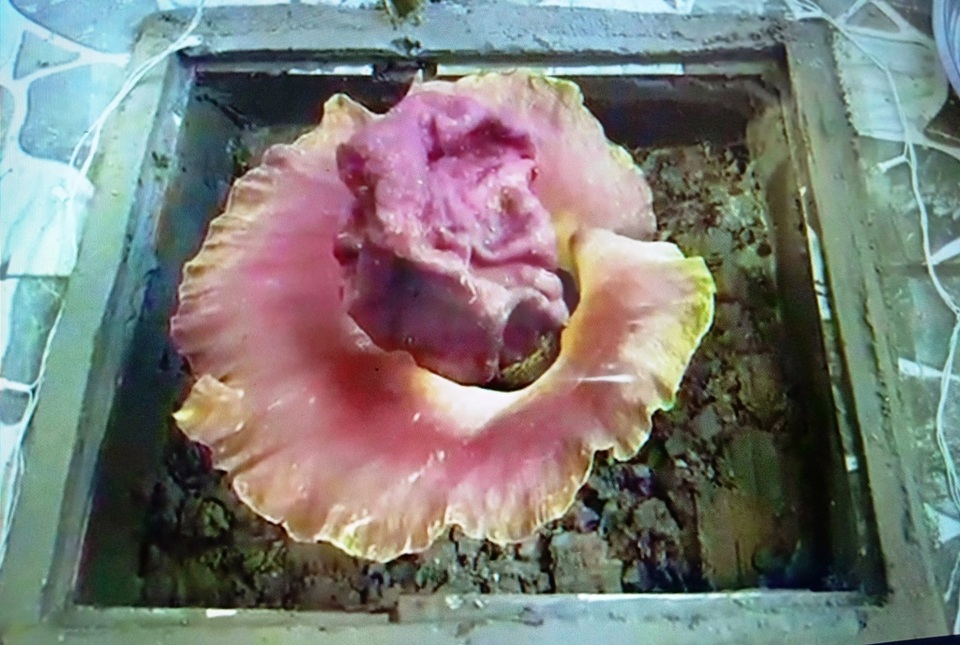 Tin bông hoa lạ là hoa thần, hàng trăm người đến xì xụp cúng bái - 3 Tin bông hoa lạ là hoa thần, hàng trăm người đến xì xụp cúng bái - 3