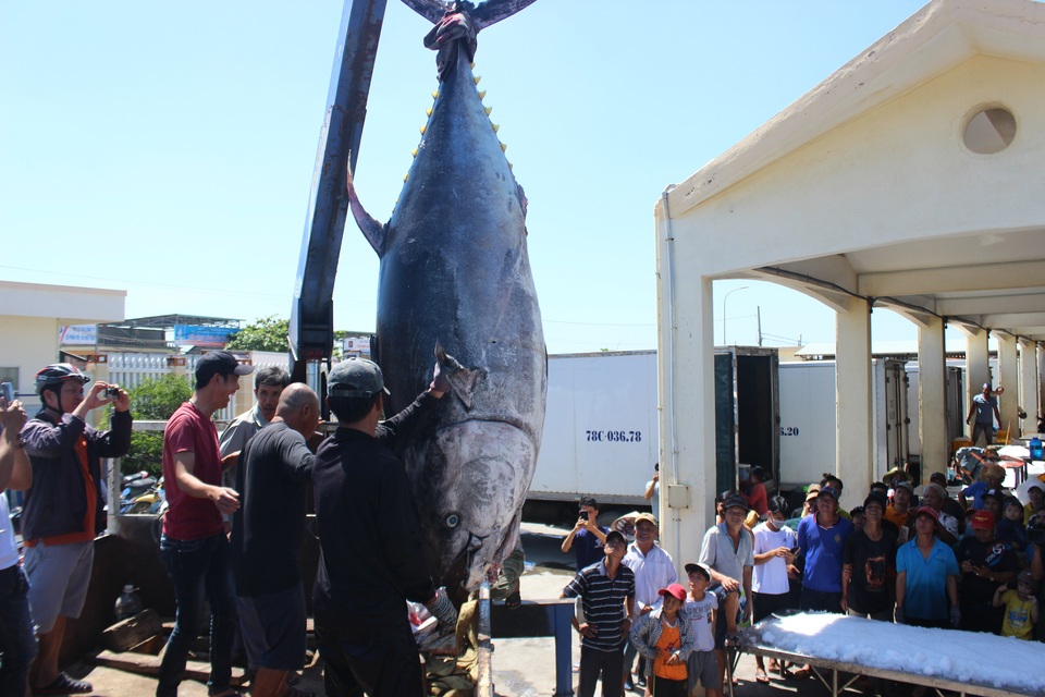 Ngư dân Phú Yên câu được 2 con cá ngừ vây xanh “siêu khủng” tổng trọng lượng gần 600kg - 1 Ngư dân Phú Yên câu được 2 con cá ngừ vây xanh “siêu khủng” tổng trọng lượng gần 600kg - 1
