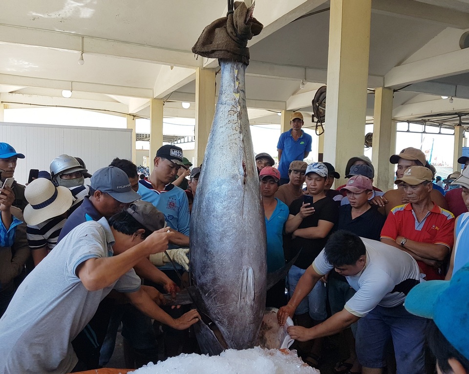 Ngư dân Phú Yên câu được 2 con cá ngừ vây xanh “siêu khủng” tổng trọng lượng gần 600kg - 4 Ngư dân Phú Yên câu được 2 con cá ngừ vây xanh “siêu khủng” tổng trọng lượng gần 600kg - 4