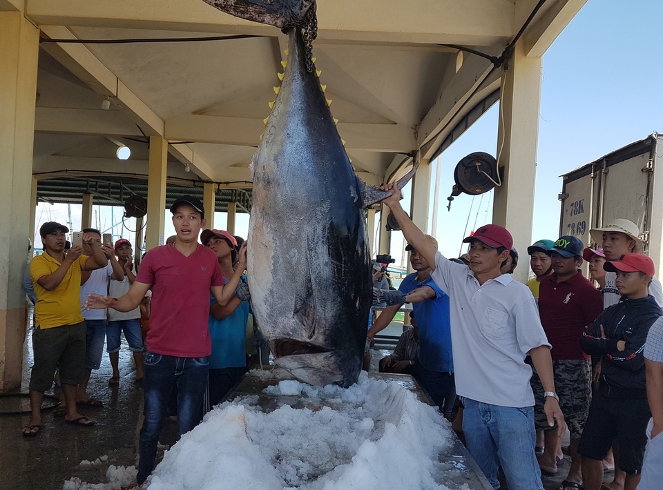 Ngư dân Phú Yên câu được 2 con cá ngừ vây xanh “siêu khủng” tổng trọng lượng gần 600kg - 3 Ngư dân Phú Yên câu được 2 con cá ngừ vây xanh “siêu khủng” tổng trọng lượng gần 600kg - 3