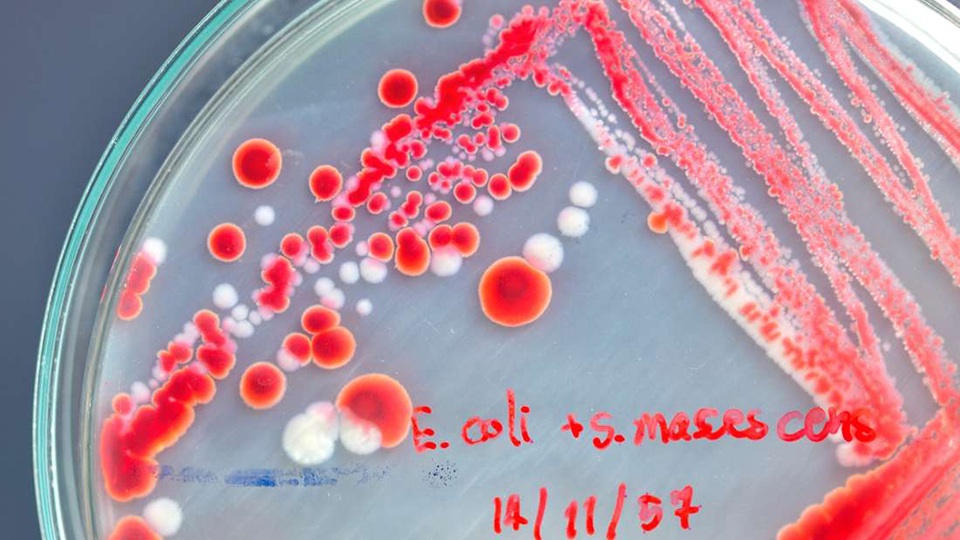 Phát triển thành công sinh vật sống với DNA được thiết kế lại hoàn toàn - 1 Phát triển thành công sinh vật sống với DNA được thiết kế lại hoàn toàn - 1
