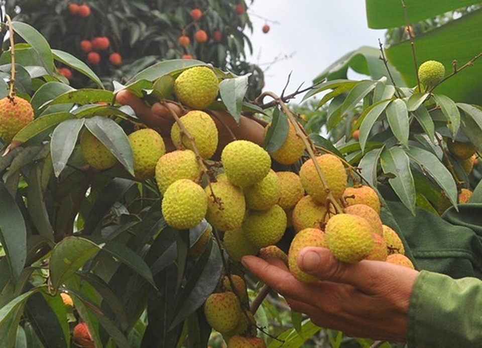 Vải đầu mùa còn chua nhưng đậm đà tình bố - 1 Vải đầu mùa còn chua nhưng đậm đà tình bố - 1