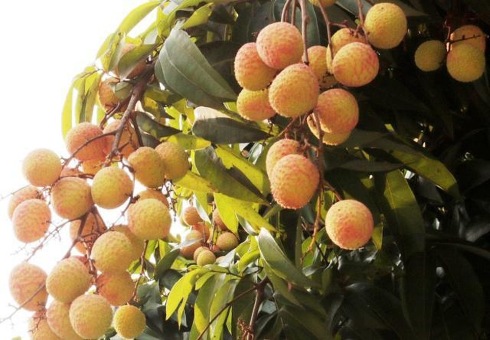 Vải đầu mùa còn chua nhưng đậm đà tình bố - 2 Vải đầu mùa còn chua nhưng đậm đà tình bố - 2