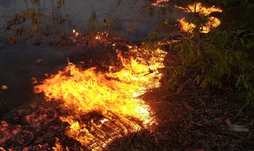 15ha rừng bị thiêu rụi sau 5 giờ hỏa hoạn - 2 15ha rừng bị thiêu rụi sau 5 giờ hỏa hoạn - 2