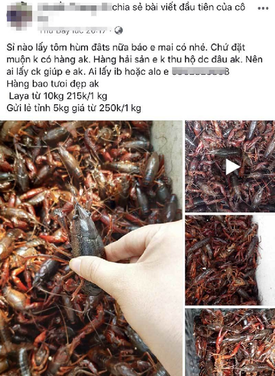 Dân Việt nhậu: Tôm hùm Trung Quốc nguy hại, bọ xít hôi khủng khiếp - 1 Dân Việt nhậu: Tôm hùm Trung Quốc nguy hại, bọ xít hôi khủng khiếp - 1