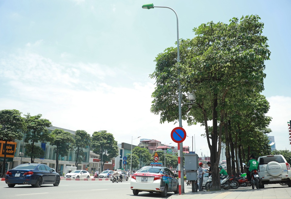 Hương hoa sữa nồng nàn giữa mùa hè 40 độ, chuyên gia lý giải nguyên nhân - 2 Hương hoa sữa nồng nàn giữa mùa hè 40 độ, chuyên gia lý giải nguyên nhân - 2