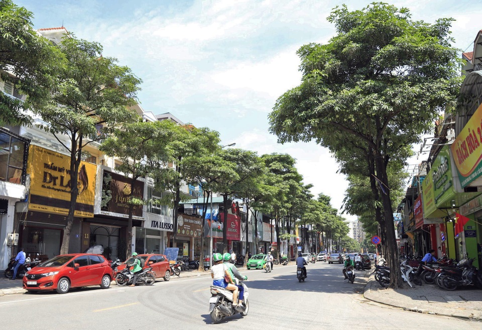 Hương hoa sữa nồng nàn giữa mùa hè 40 độ, chuyên gia lý giải nguyên nhân - 10 Hương hoa sữa nồng nàn giữa mùa hè 40 độ, chuyên gia lý giải nguyên nhân - 10