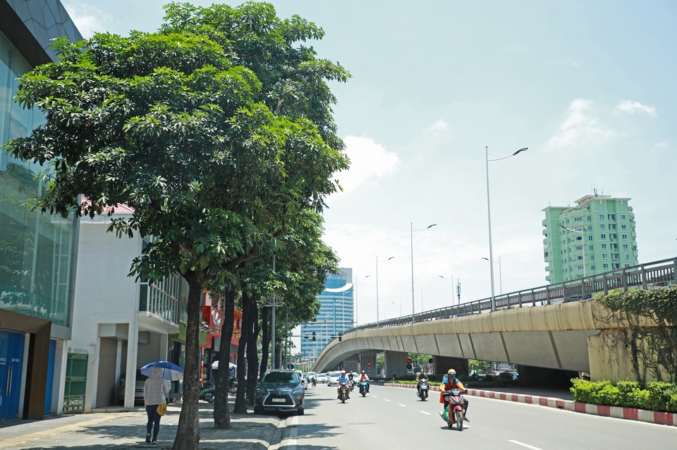 Hương hoa sữa nồng nàn giữa mùa hè 40 độ, chuyên gia lý giải nguyên nhân - 1 Hương hoa sữa nồng nàn giữa mùa hè 40 độ, chuyên gia lý giải nguyên nhân - 1