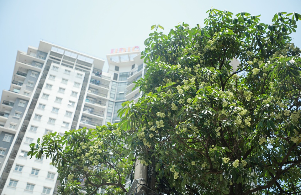 Hương hoa sữa nồng nàn giữa mùa hè 40 độ, chuyên gia lý giải nguyên nhân - 4 Hương hoa sữa nồng nàn giữa mùa hè 40 độ, chuyên gia lý giải nguyên nhân - 4