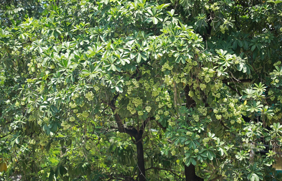Hương hoa sữa nồng nàn giữa mùa hè 40 độ, chuyên gia lý giải nguyên nhân - 9 Hương hoa sữa nồng nàn giữa mùa hè 40 độ, chuyên gia lý giải nguyên nhân - 9