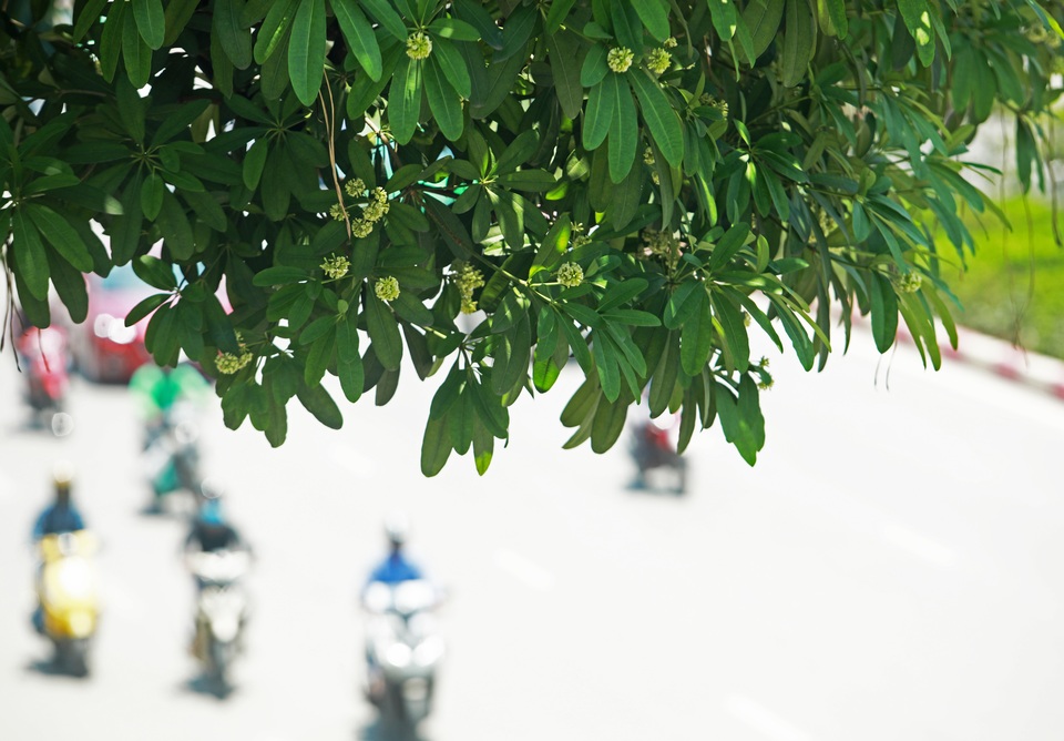 Hương hoa sữa nồng nàn giữa mùa hè 40 độ, chuyên gia lý giải nguyên nhân - 5 Hương hoa sữa nồng nàn giữa mùa hè 40 độ, chuyên gia lý giải nguyên nhân - 5