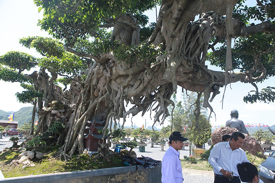 Cây sanh khủng nhất Việt Nam chưa hoàn thiện đã có giá triệu đô - 9 Cây sanh khủng nhất Việt Nam chưa hoàn thiện đã có giá triệu đô - 9