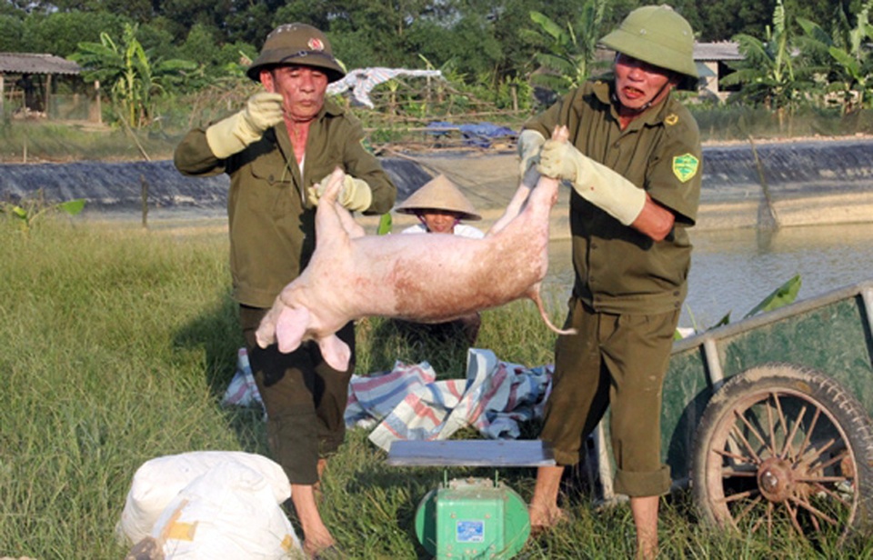Căng mình giữa nắng nóng ngăn dịch tả lợn châu Phi lây lan - 1 Căng mình giữa nắng nóng ngăn dịch tả lợn châu Phi lây lan - 1