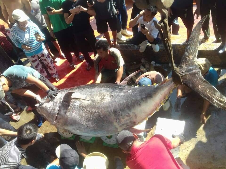 Bắt được cá ngừ đại dương vây vàng nặng gần 400kg ở Trường Sa - 1 Bắt được cá ngừ đại dương vây vàng nặng gần 400kg ở Trường Sa - 1