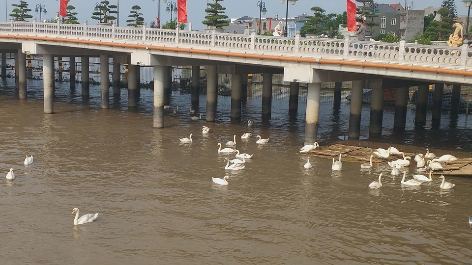 Thiên nga Hải Phòng ngất xỉu vì nắng nóng, được đưa lên Hà Nội cấp cứu - 5 Thiên nga Hải Phòng ngất xỉu vì nắng nóng, được đưa lên Hà Nội cấp cứu - 5