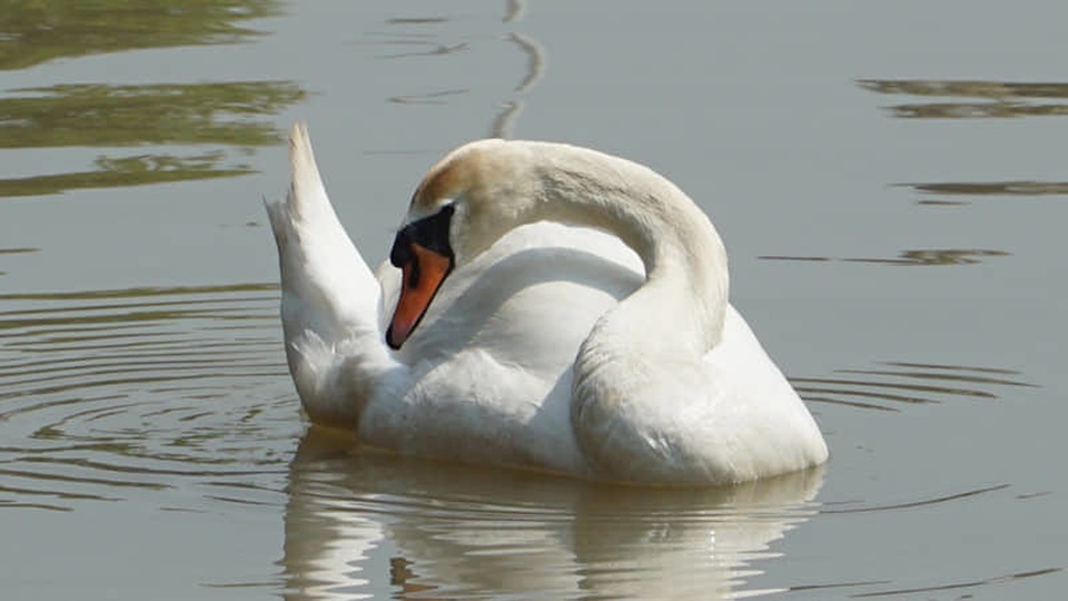 Thiên nga Hải Phòng ngất xỉu vì nắng nóng, được đưa lên Hà Nội cấp cứu - 4 Thiên nga Hải Phòng ngất xỉu vì nắng nóng, được đưa lên Hà Nội cấp cứu - 4