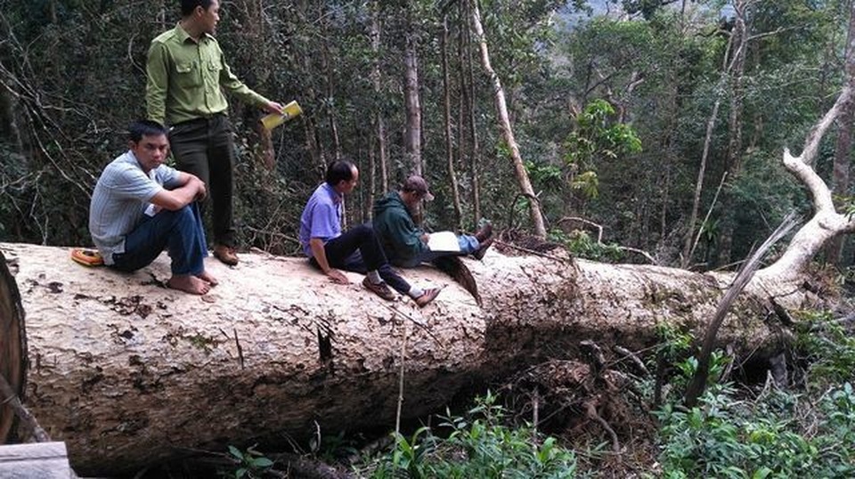 Đi chuyển gỗ tang vật, phát hiện thêm hàng chục khối gỗ quý - 2 Đi chuyển gỗ tang vật, phát hiện thêm hàng chục khối gỗ quý - 2
