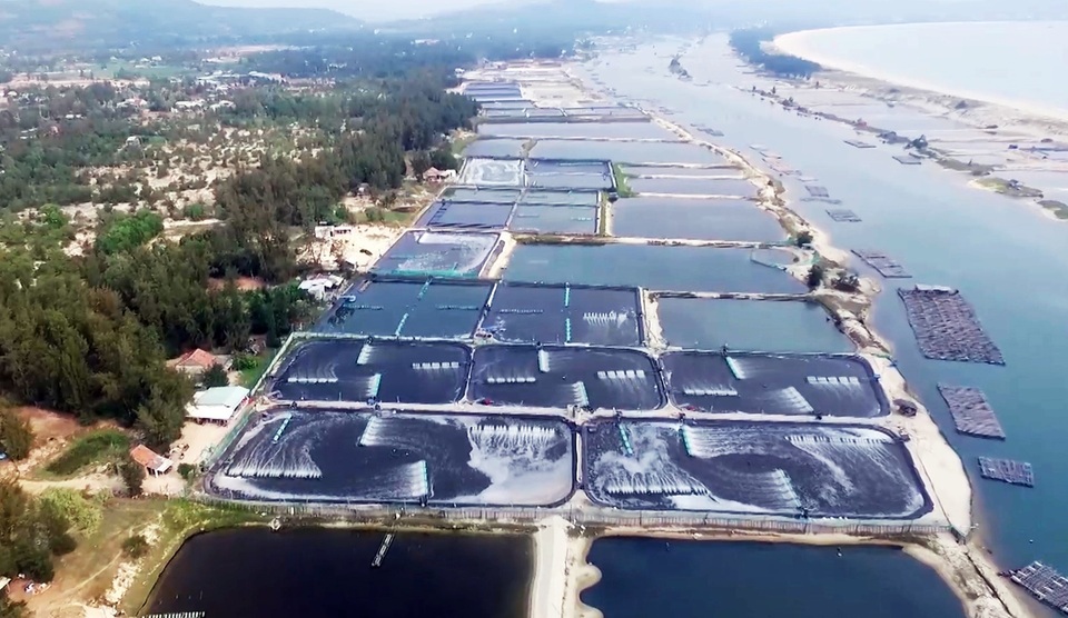 Phú Yên: Chỉ đạo kiểm điểm UBND xã vì để lấn chiếm đất, rừng phòng hộ làm hồ nuôi tôm - 2 Phú Yên: Chỉ đạo kiểm điểm UBND xã vì để lấn chiếm đất, rừng phòng hộ làm hồ nuôi tôm - 2