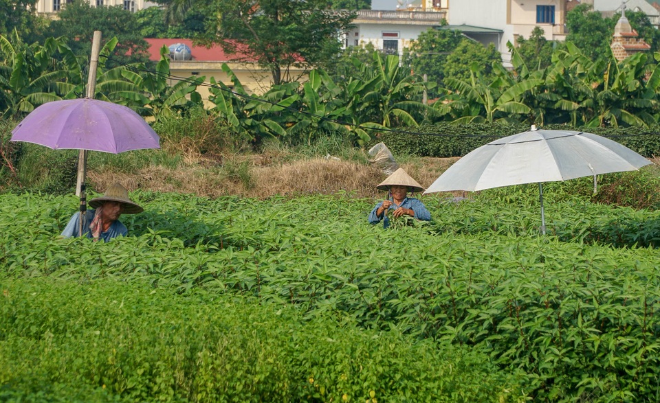 Nông dân vác bảo bối ra đồng để chống chọi nắng nóng 40 độ C - 7 Nông dân vác bảo bối ra đồng để chống chọi nắng nóng 40 độ C - 7