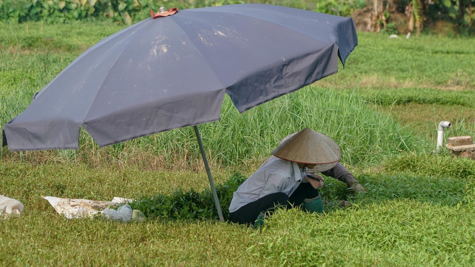 Nông dân vác bảo bối ra đồng để chống chọi nắng nóng 40 độ C - 9 Nông dân vác bảo bối ra đồng để chống chọi nắng nóng 40 độ C - 9