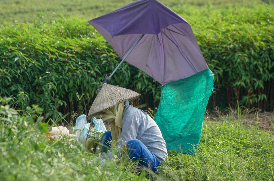Nông dân vác bảo bối ra đồng để chống chọi nắng nóng 40 độ C - 11 Nông dân vác bảo bối ra đồng để chống chọi nắng nóng 40 độ C - 11