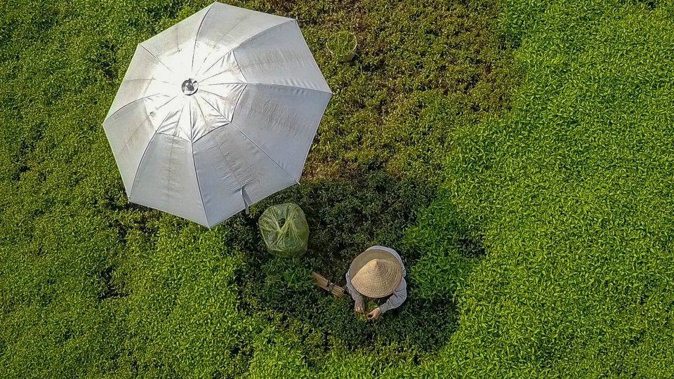 Nông dân vác bảo bối ra đồng để chống chọi nắng nóng 40 độ C - 2 Nông dân vác bảo bối ra đồng để chống chọi nắng nóng 40 độ C - 2