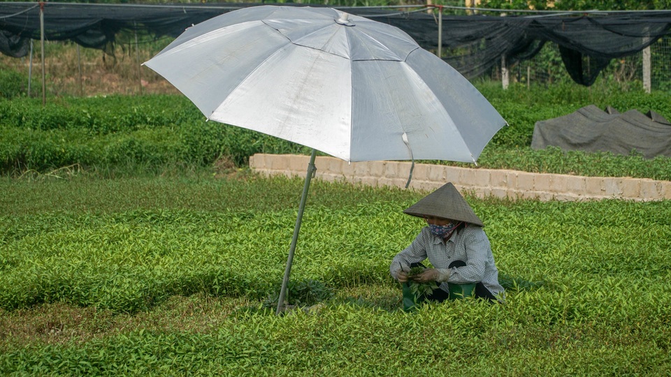 Nông dân vác bảo bối ra đồng để chống chọi nắng nóng 40 độ C - 3 Nông dân vác bảo bối ra đồng để chống chọi nắng nóng 40 độ C - 3