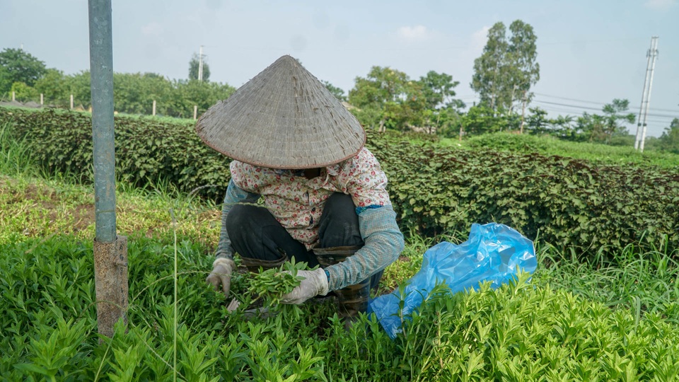 Nông dân vác bảo bối ra đồng để chống chọi nắng nóng 40 độ C - 4 Nông dân vác bảo bối ra đồng để chống chọi nắng nóng 40 độ C - 4
