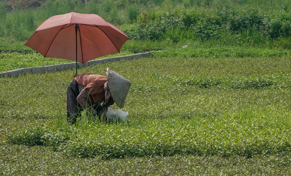 Nông dân vác bảo bối ra đồng để chống chọi nắng nóng 40 độ C - 6 Nông dân vác bảo bối ra đồng để chống chọi nắng nóng 40 độ C - 6